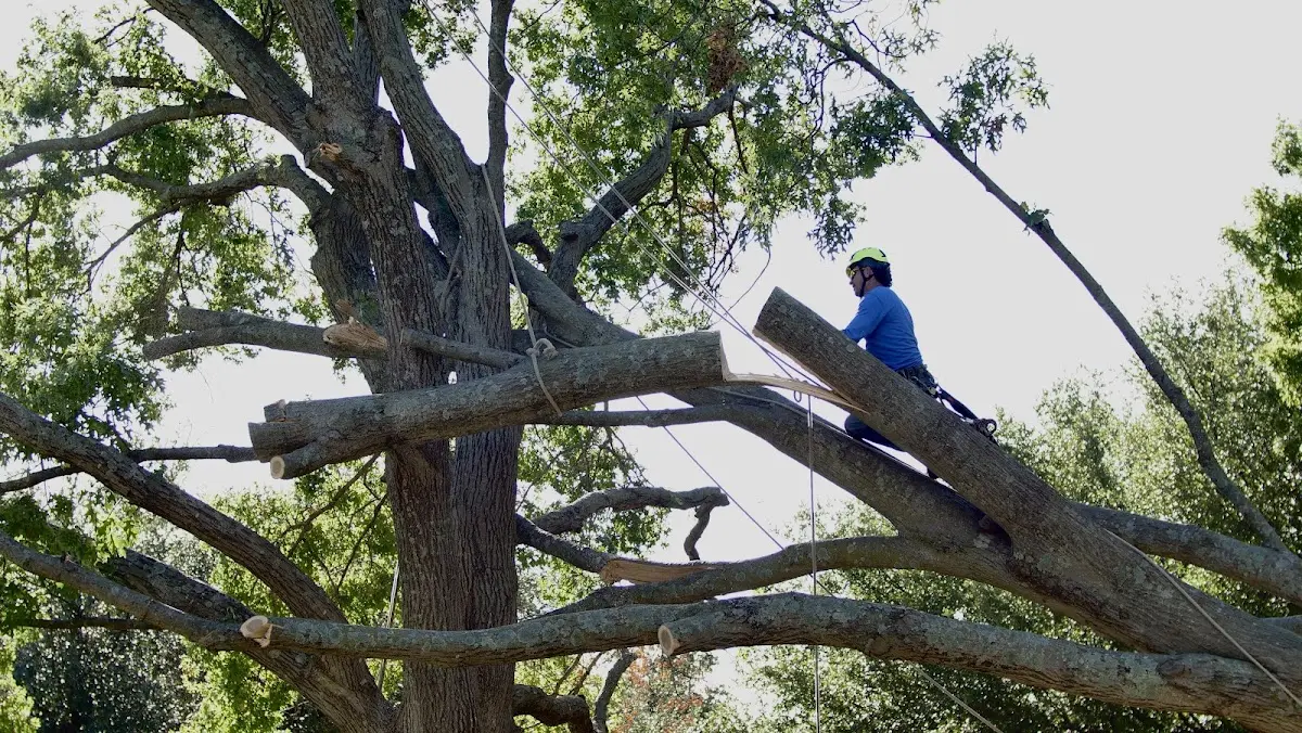 Professional Crown Thinning performed by certified arborists in Oakville