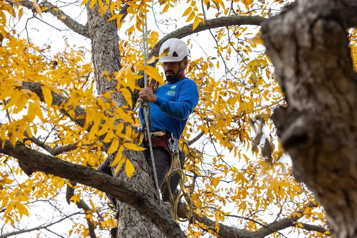 Skilled Tree Planing crew working in Oakville